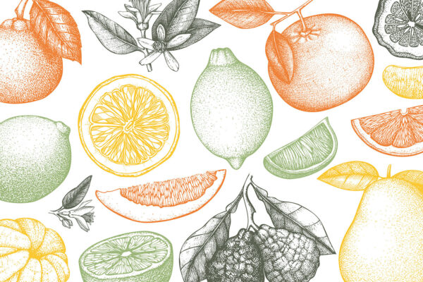 Un patrón de frutas diferentes Un patrón de frutas diferentes