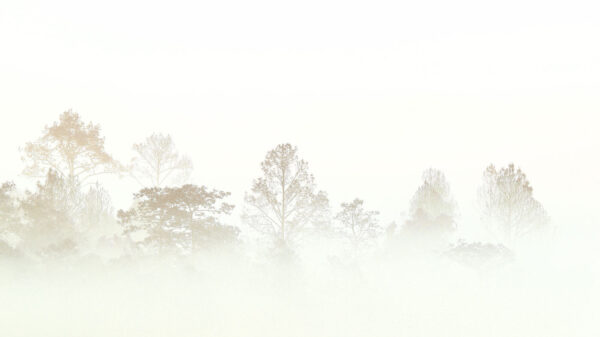 Árboles en la niebla Árboles en la niebla