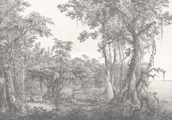 Dibujo de árboles y plantas u95795p 600x420 - Dibujo de árboles y plantas