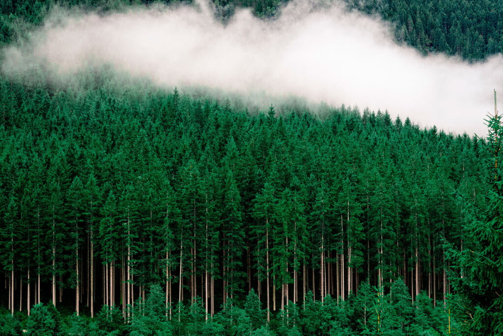 Un bosque de árboles con niebla Un bosque de árboles con niebla