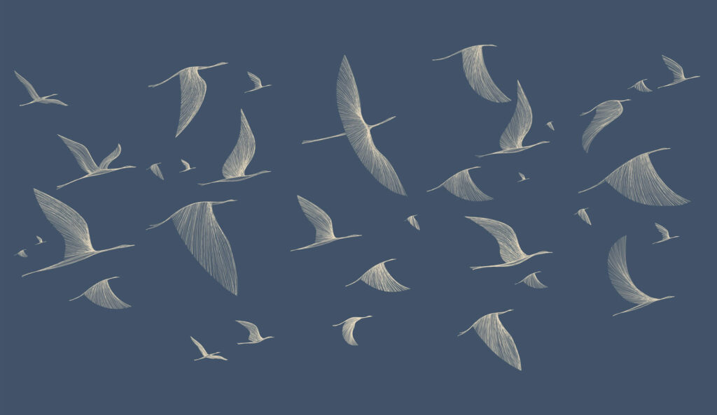Grupo de aves volando Grupo de aves volando