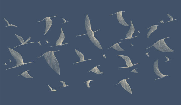 Grupo de aves volando Grupo de aves volando