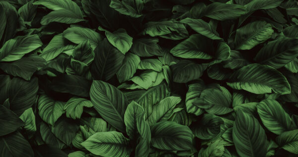 Grandes hojas verdes Grandes hojas verdes