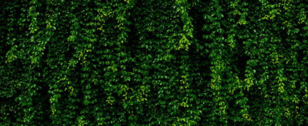 Muro de hojas verdes Muro de hojas verdes