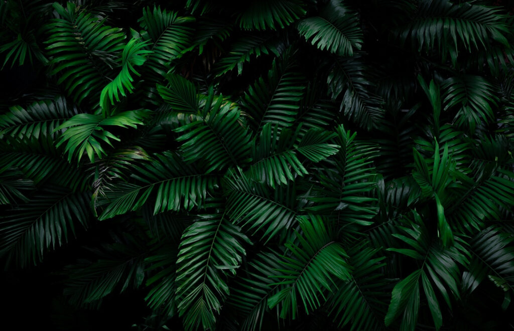 Grupo de hojas verdes Grupo de hojas verdes