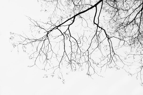 Rama de árbol sin hojas Rama de árbol sin hojas