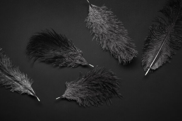 Grupo de plumas negras Grupo de plumas negras