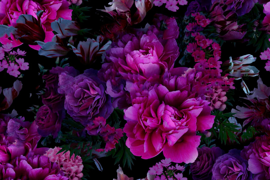 u72236p 1024x682 - Grupo de flores moradas - tegory