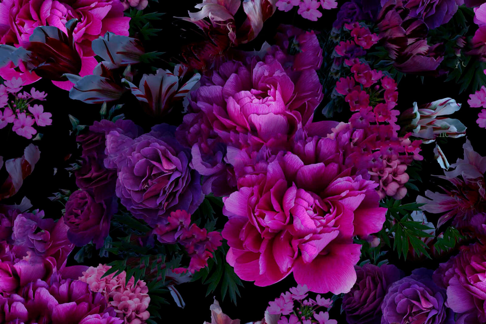 u72236p - Grupo de flores moradas - tegory
