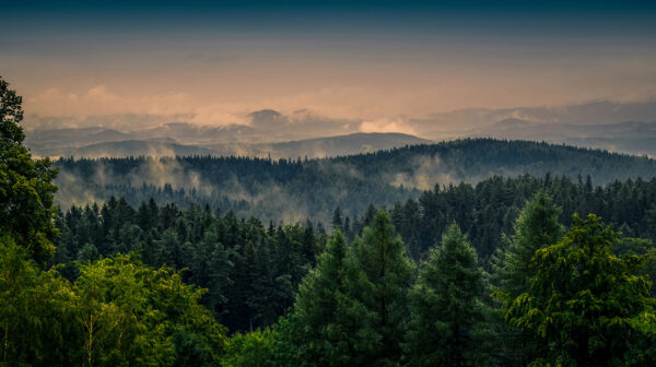 Bosque con niebla y nubes Bosque con niebla y nubes