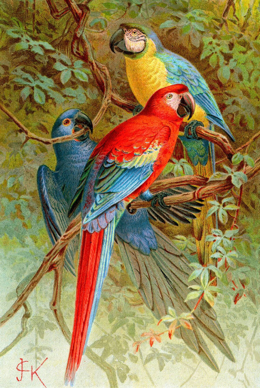 Grupo de pájaros de colores en la rama de un árbol