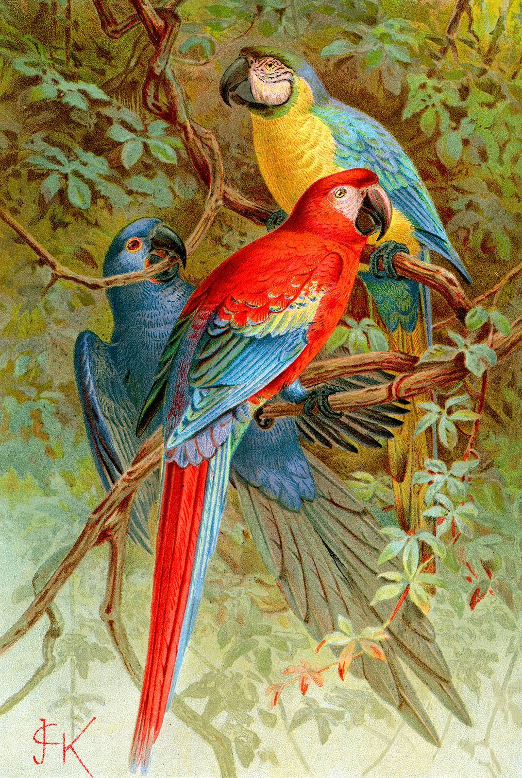 u71620p - Grupo de pájaros de colores en la rama de un árbol - tegory