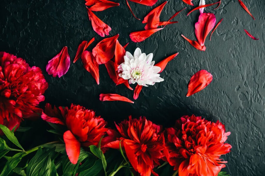 Grupo de flores rojas con pétalos sobre una superficie negra