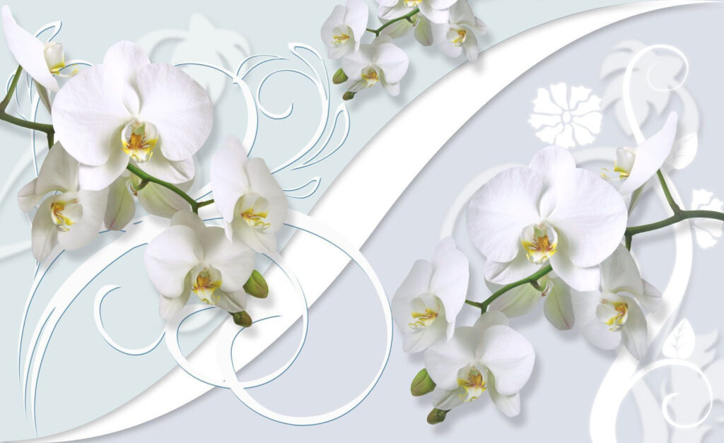 Hermosas orquídeas sobre un fondo suave Hermosas orquídeas sobre un fondo suave