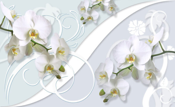 Hermosas orquídeas sobre un fondo suave Hermosas orquídeas sobre un fondo suave