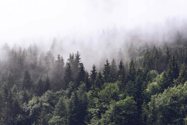 Bosque de árboles con niebla Bosque de árboles con niebla