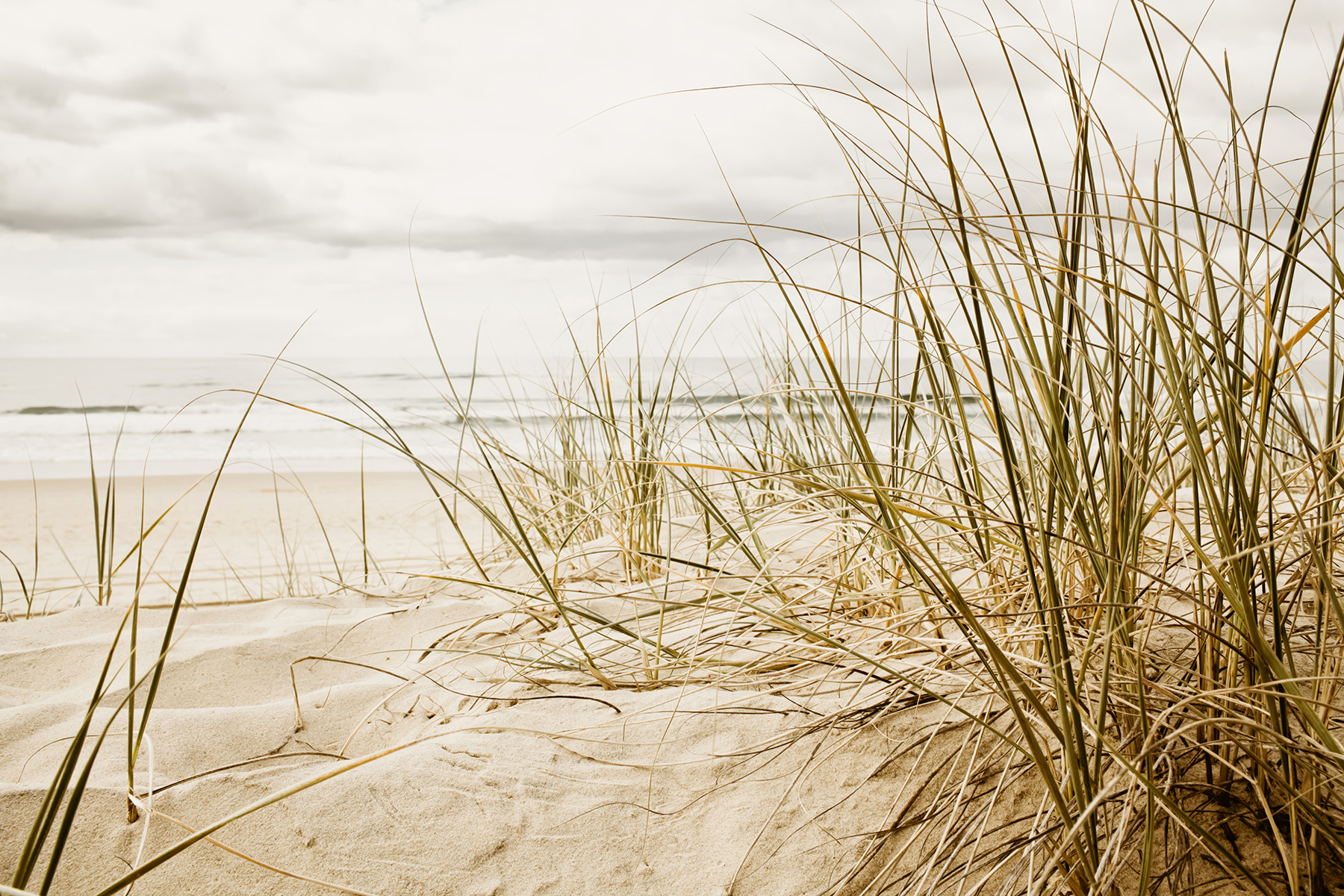 Gentle waves meet coastal grasses