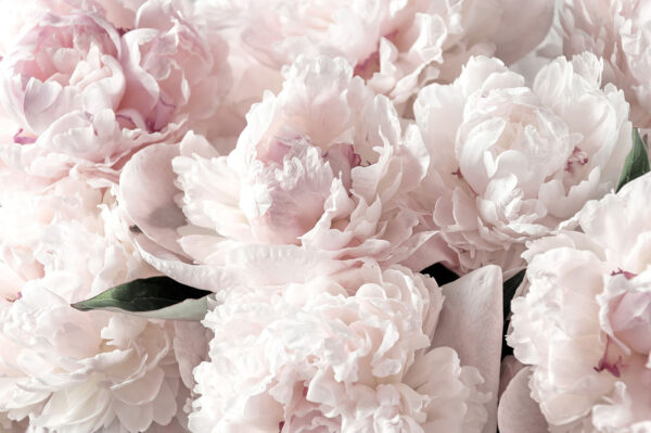 Grupo de flores rosas Grupo de flores rosas