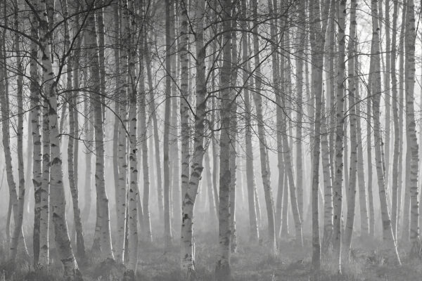 Grupo de árboles en un bosque Grupo de árboles en un bosque