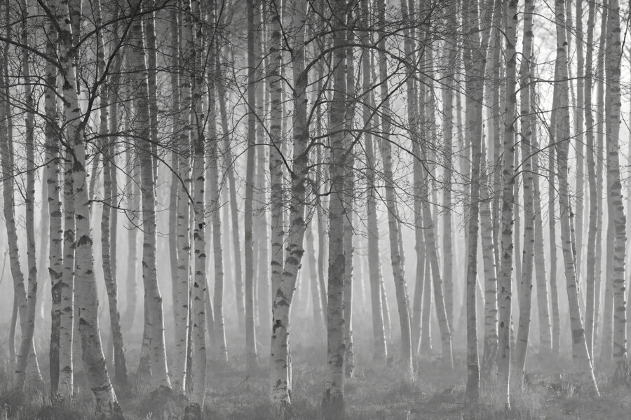 Grupo de árboles en un bosque Grupo de árboles en un bosque