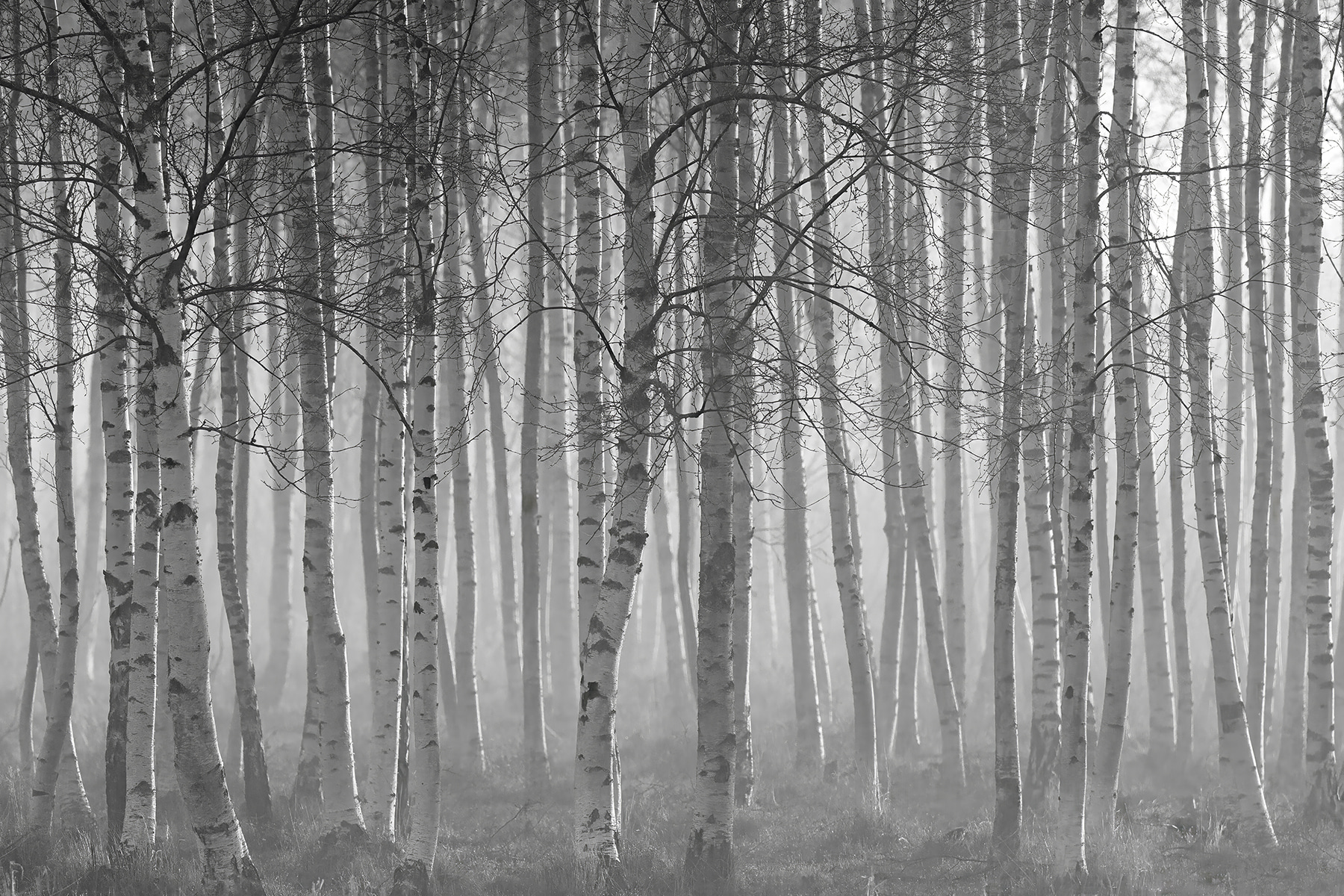 Group of trees in a forest Group of trees in a forest