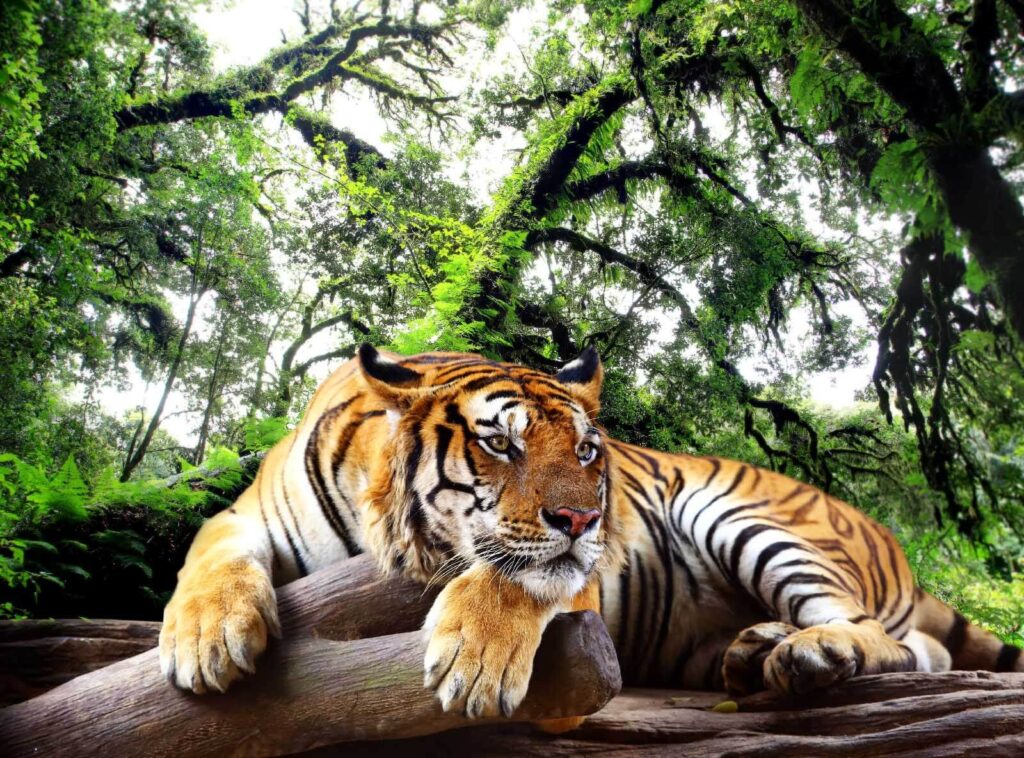 Tigre tumbado en un tronco Tigre tumbado en un tronco
