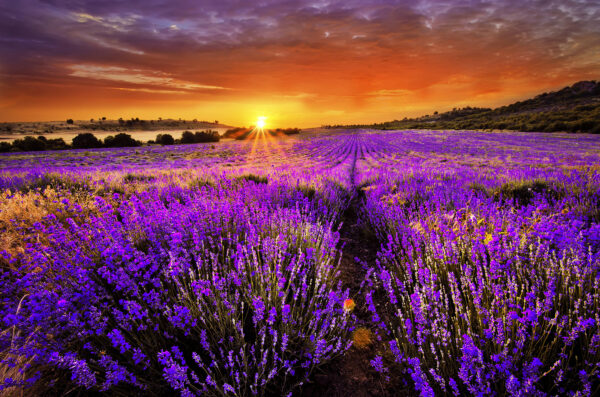 Campo de flores moradas Campo de flores moradas