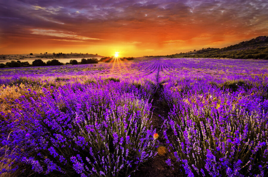 Campo de flores moradas
