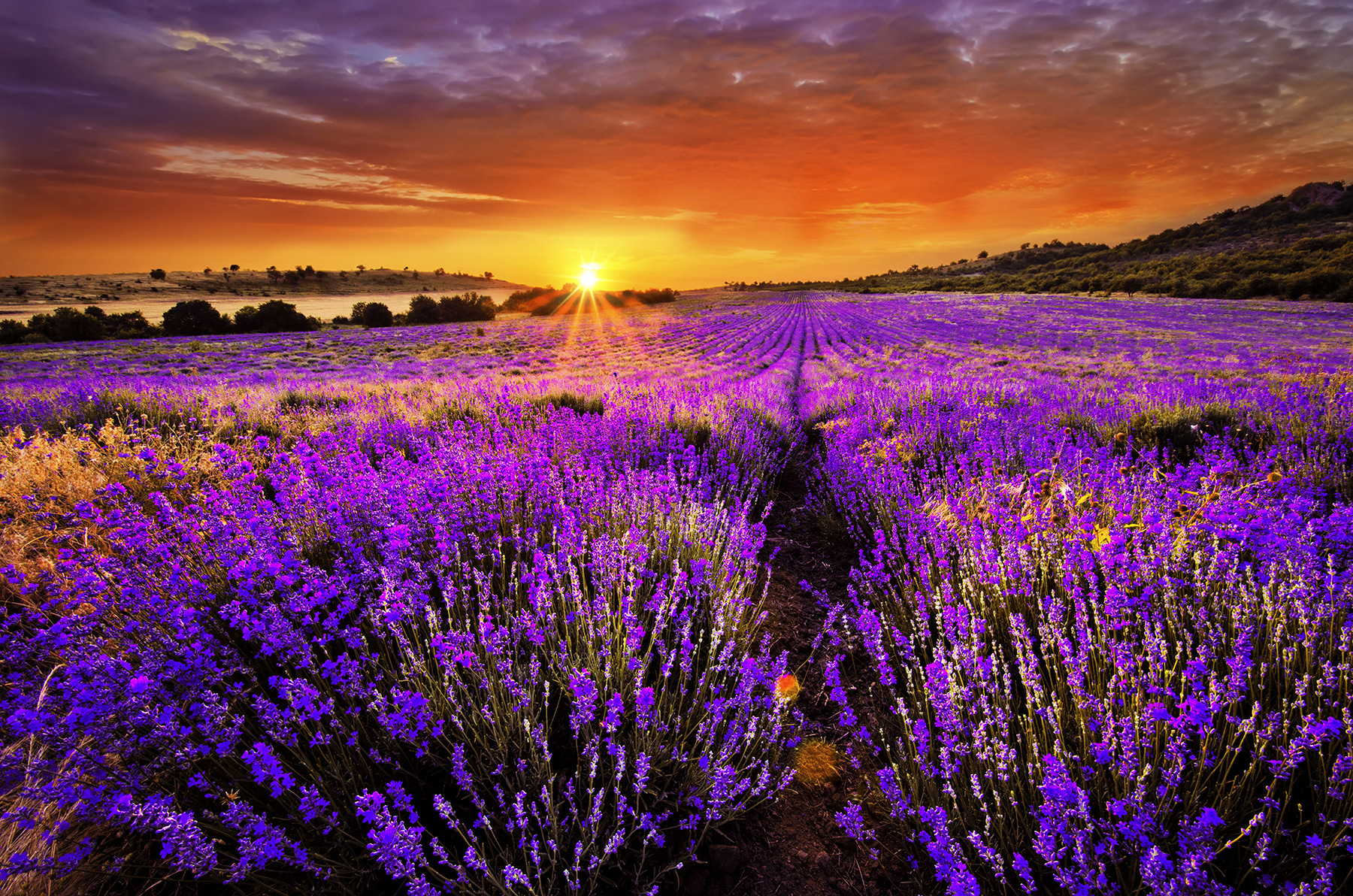 Field of purple flowers