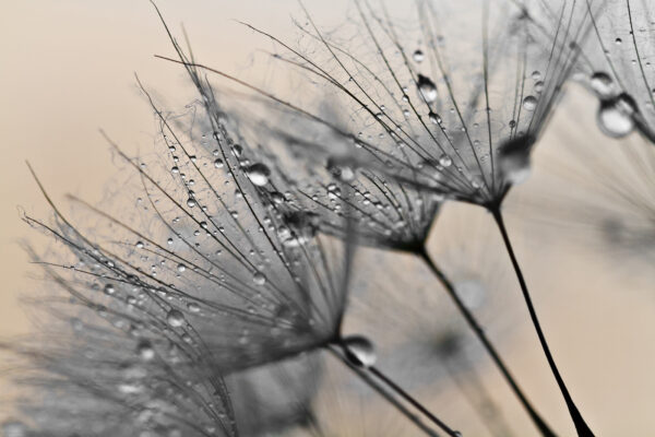Delicadas gotas sobre frágiles pétalos. Delicadas gotas sobre frágiles pétalos.