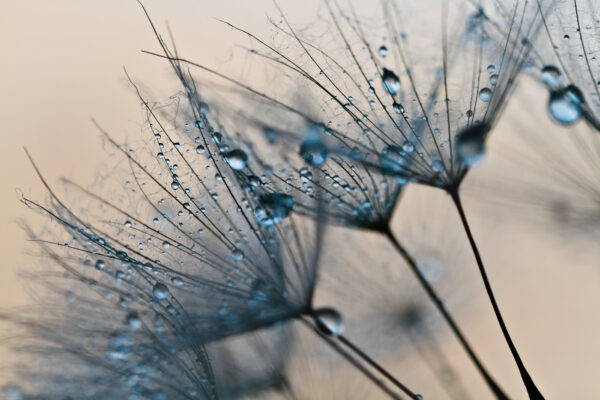 Delicate droplets on dandelion seeds