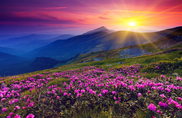 Campo de flores con el sol poniéndose detrás Campo de flores con el sol poniéndose detrás