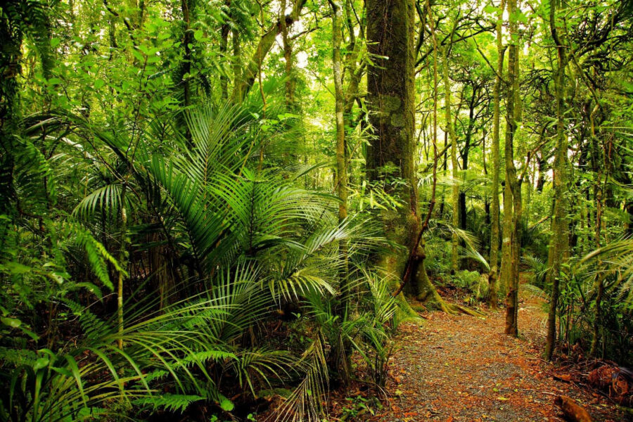 Sendero a través de un bosque