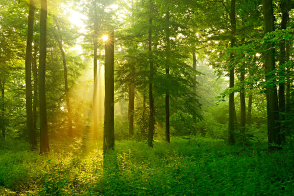 El sol brilla entre los árboles El sol brilla entre los árboles