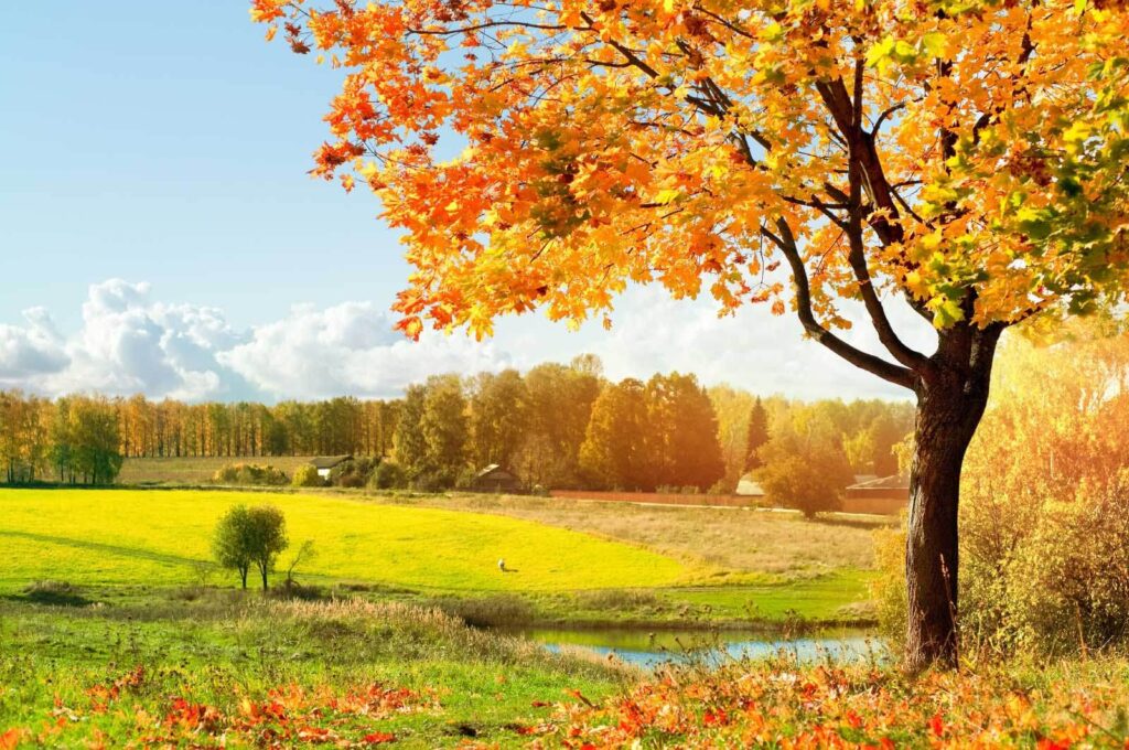 Árbol con hojas naranjas en un campo Árbol con hojas naranjas en un campo