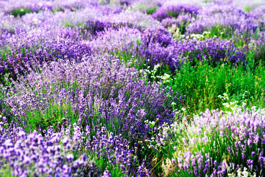 Campo de flores moradas Campo de flores moradas