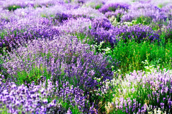 Campo de flores moradas Campo de flores moradas