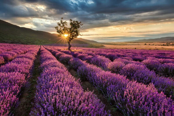 Árbol en un campo de lavanda Árbol en un campo de lavanda