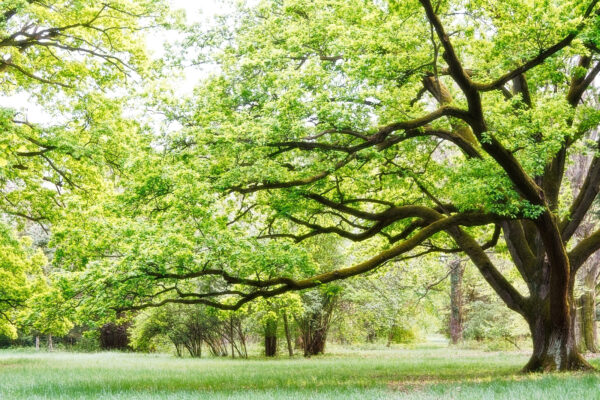 Un árbol de hojas verdes Un árbol de hojas verdes