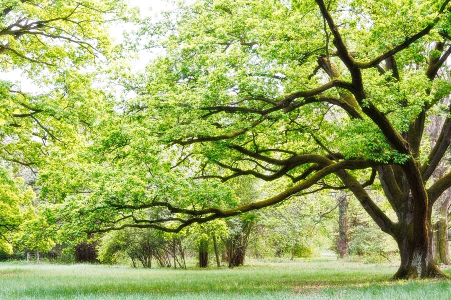Un árbol de hojas verdes Un árbol de hojas verdes