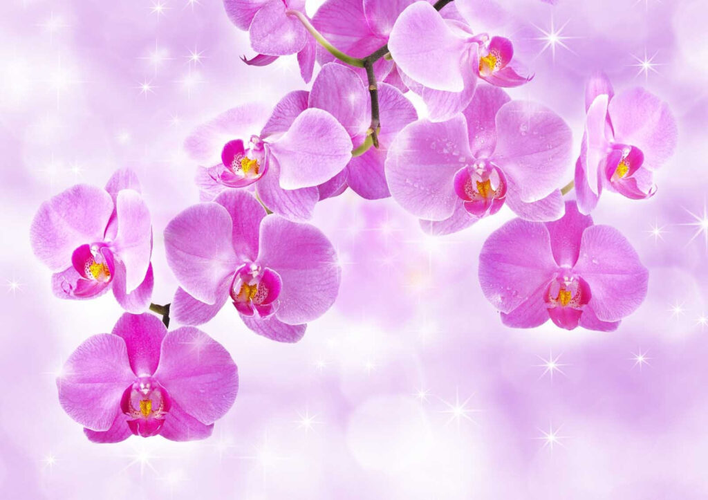 Delicadas orquídeas en tonos suaves Delicadas orquídeas en tonos suaves