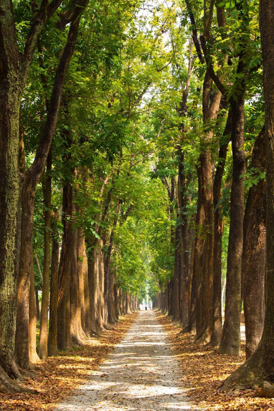 Camino con árboles a los lados