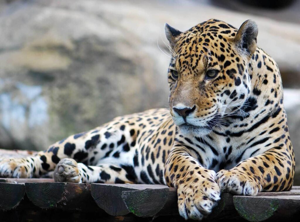 Leopardo tumbado sobre una superficie de madera Leopardo tumbado sobre una superficie de madera