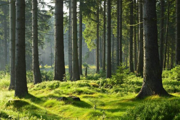 Bosque con árboles altos y hierba Bosque con árboles altos y hierba