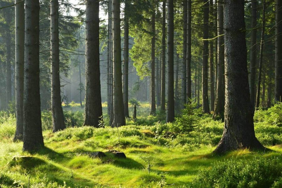 Bosque con árboles altos y hierba