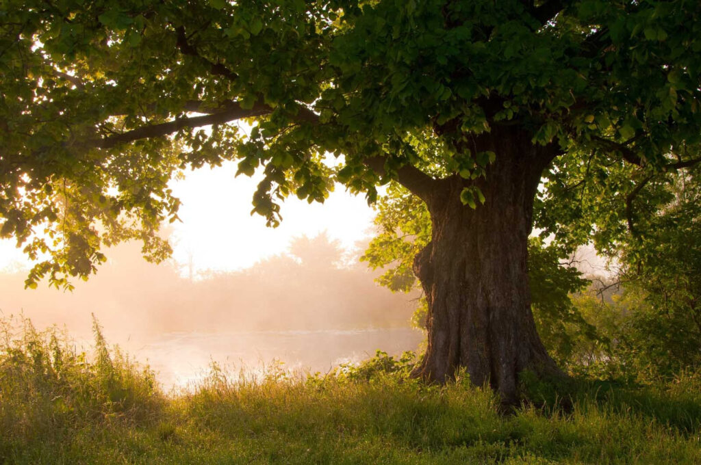 Árbol con río de niebla Árbol con río de niebla