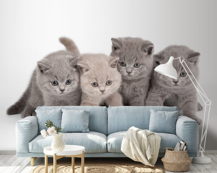 Grupo de gatitos juntos