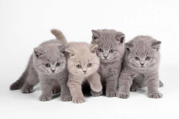 Grupo de gatitos juntos Grupo de gatitos juntos