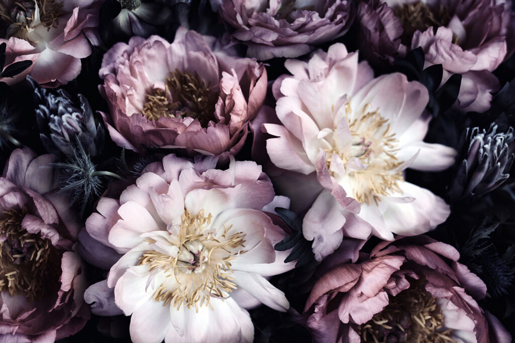 Elegantes flores en tonos suaves Elegantes flores en tonos suaves