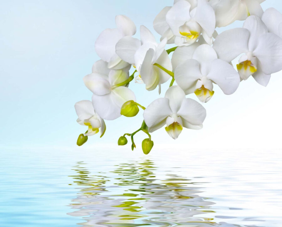Orquídeas blancas sobre el agua